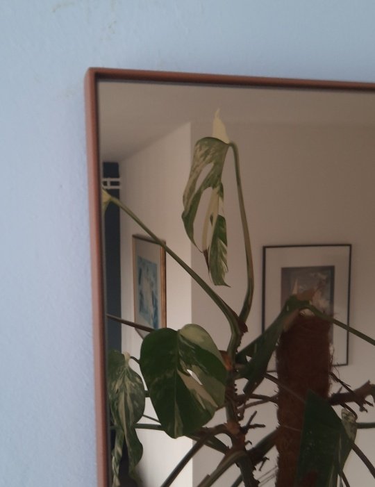 aytm quadro amber