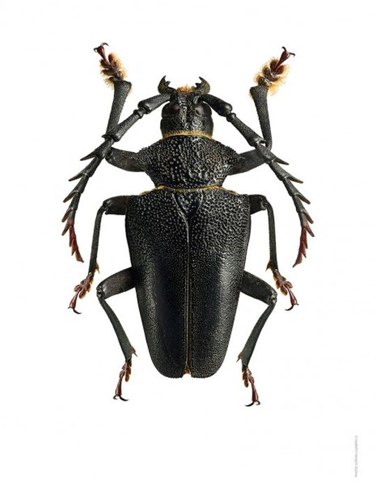 Liljebergs - Macrofotografie Calocomus Desmarestii A4